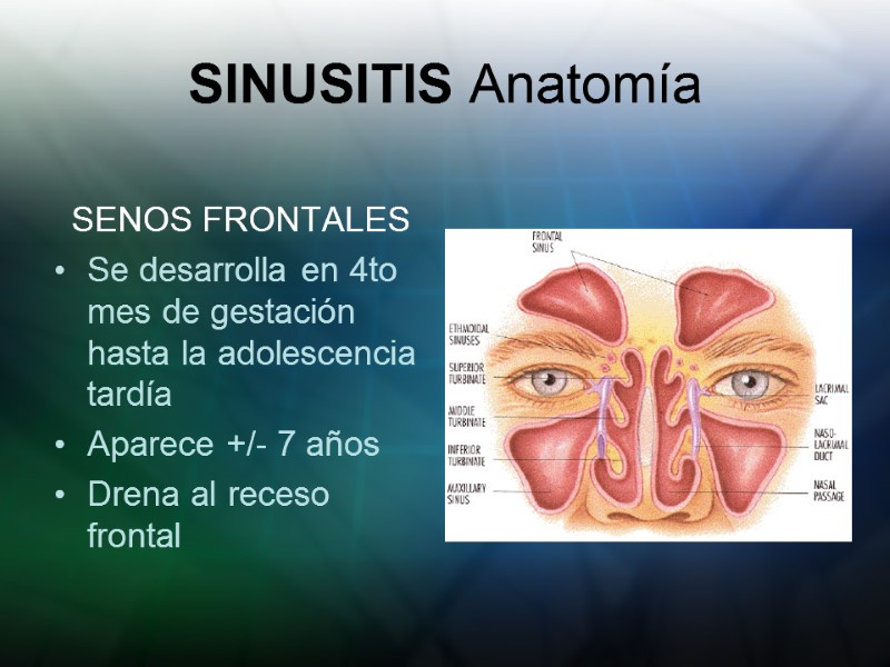 SINUSITIS Anatomía SENOS FRONTALES Se desarrolla en 4to mes de gestación hasta la adolescencia